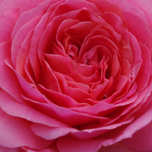 Онлайн магазин за рози - Рози Флорибунда - розов - Pоза Първо издание - дискретен аромат - Джордж Делбард - Добър цъвтеж,топъл цвят,богат цъвтеж.